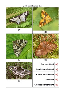 Moth Quiz Answers
