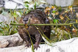 A Beaver.