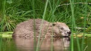 A Beaver.