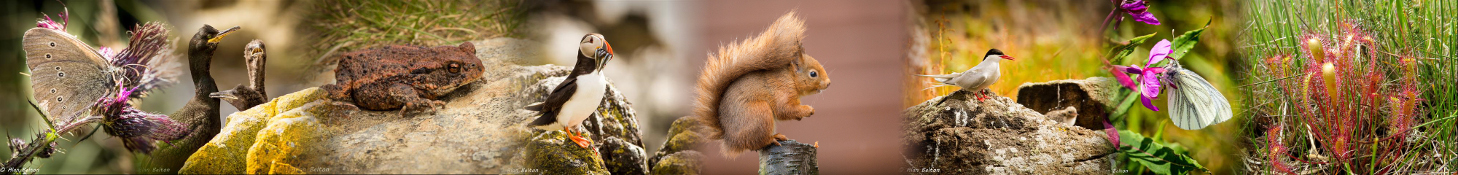 images of scottish wildlife